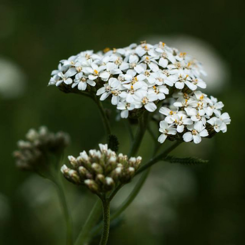 Cropped image of white Yarrow Flower Essence