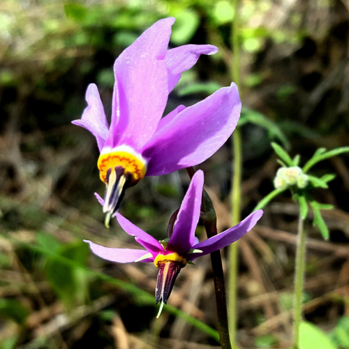 Closeup of a Shooting Star flower