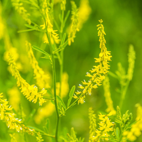 Close up of yellow sweet clover in bright sunlight against a green field