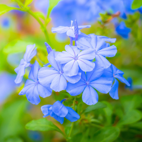 Blue plumbago flowers in sunlight