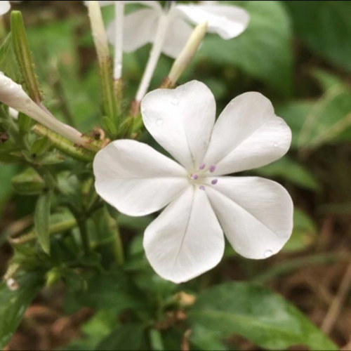 White plumbago flower