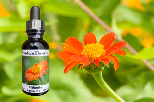 Tithonia flower essence bottle with bright orange tithonia flower in leafy green background.