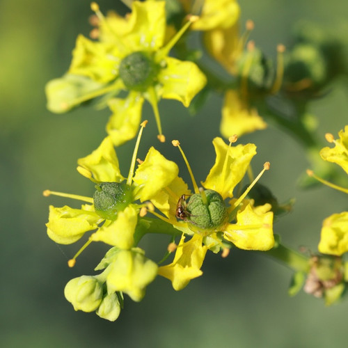 Closeup of Rue flower cluster