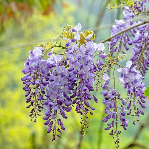Purple Wisteria flowers with a spring green garden background