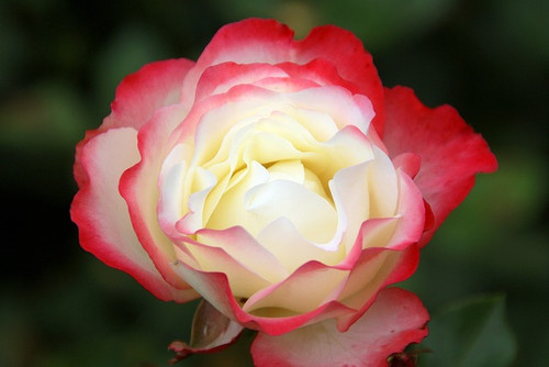  Close up of single Double Delight, a bicolor Rose bloom