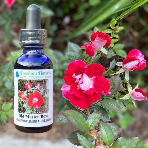Old Master Rose flower essence bottle with cluster of roses to the right of it.