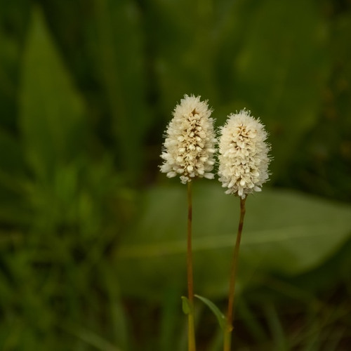 Two white Bistort blooms in a meadow.