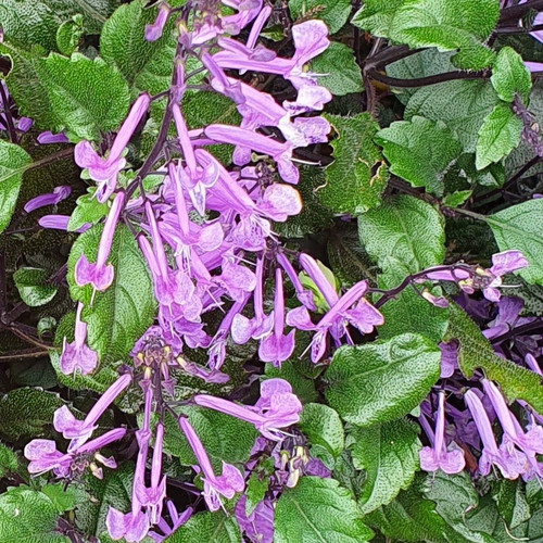 Purple spurflower spikes