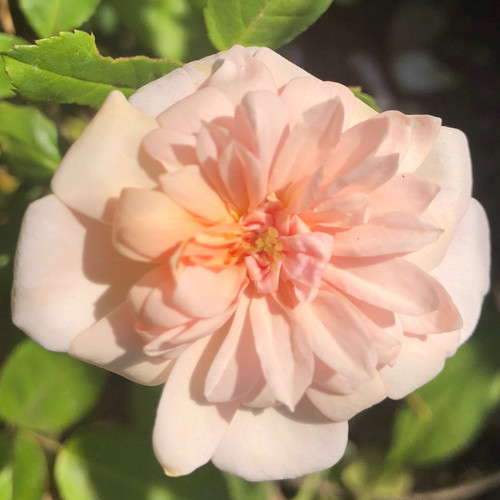 Single apricot Arethusa rose bloom