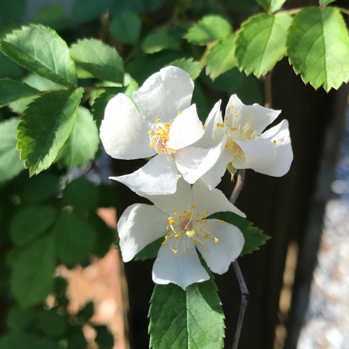 Cluster of Cherokee roses.