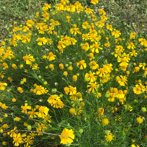 Photo of a helenium plant in bloom