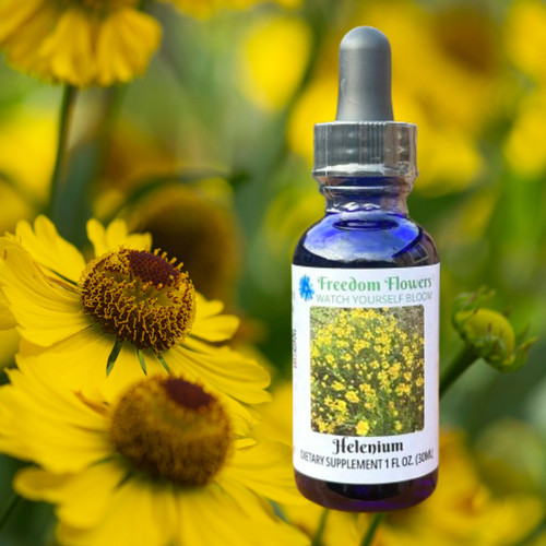 Bottle of helenium flower essence with yellow helenium flowers surrounding it.
