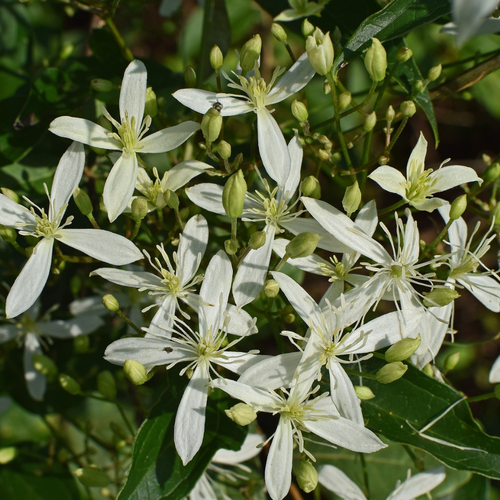 Photo of a cluster of Sweet Autumn Clematis