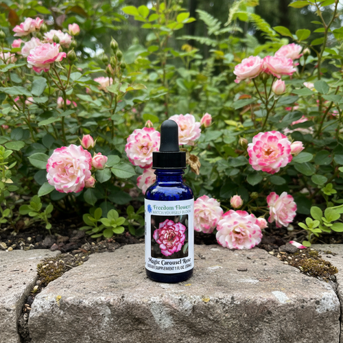 Magic Carrousel Rose flower essence sitting on concrete block retaining wall with roses blooming behind it.