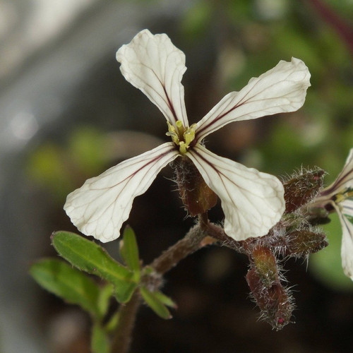 Single white arugula flower