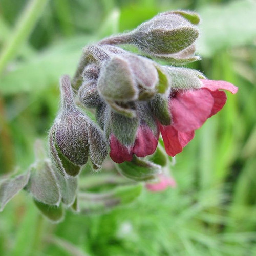 A nodding pink houndstongue flower