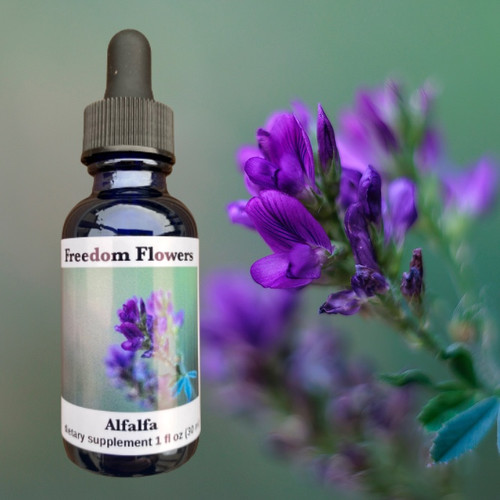 Alfalfa flower essence bottle with background of blooming purple alfalfa. 