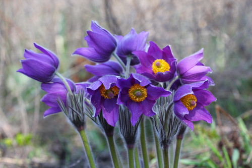 Clump of purple pasqueflower.