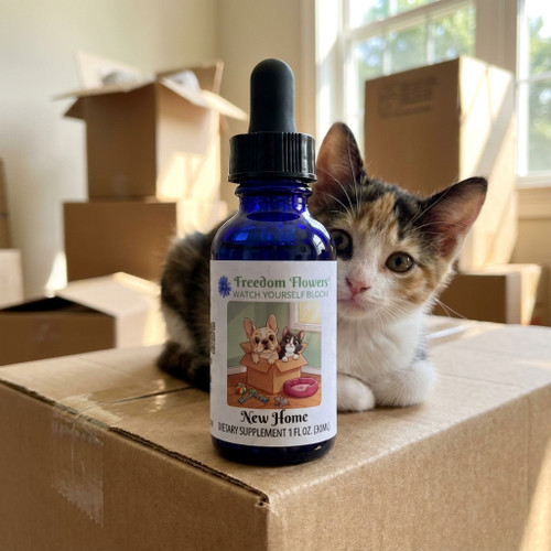 New Home flower essence bottle on a moving box with stacked boxes in the background and a curious calico kitten, supporting pets in transition.