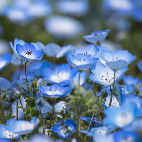 Baby Blue Eyes flowers