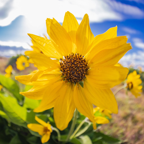 Balsamroot flower closeup