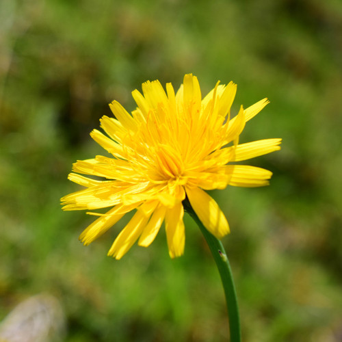 Cat's Ears flower closeup
