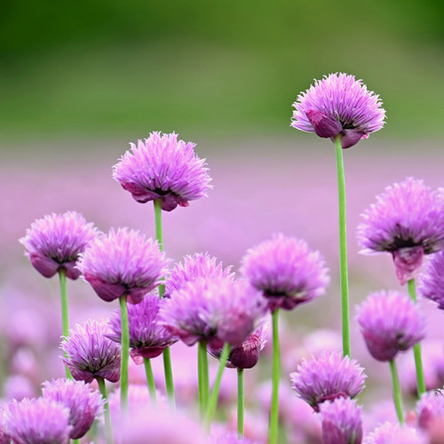 Pink chive flowers against a blurred background
