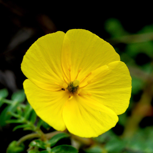 Macro shot of a yellow Goathead flower.