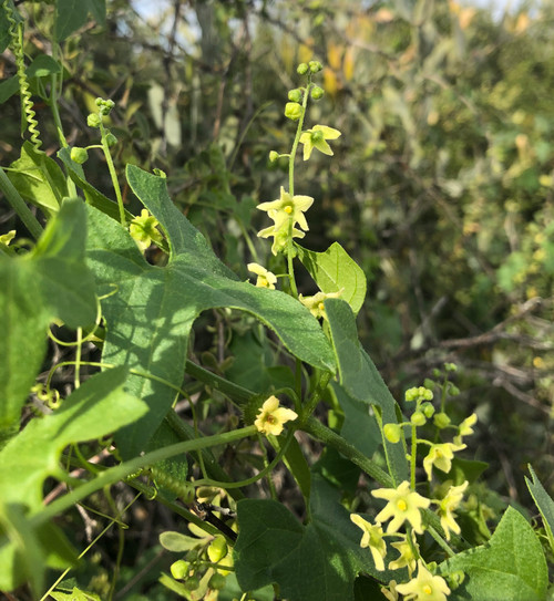 Yellow Marah flowers twining around other desert flora.