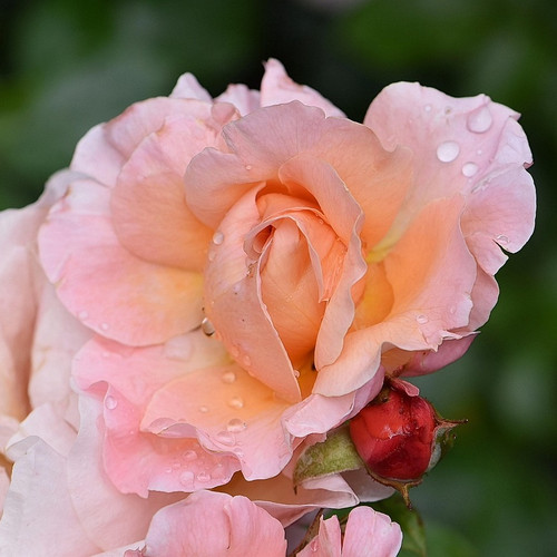 Marie Curie rosebud opening as part of a cluster.