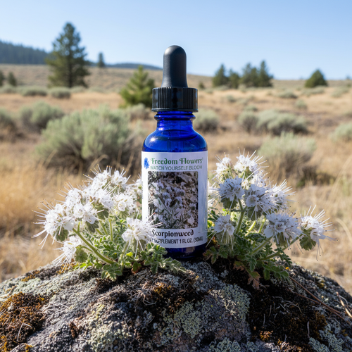 Bottle of Scorpionweed flower essence on a rock on a sagebrush steppe with some white scorpionweed flowers around it.