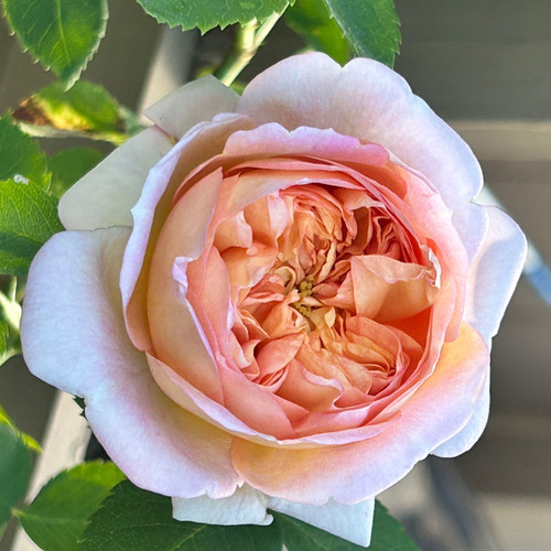 Alchymist single close up rose