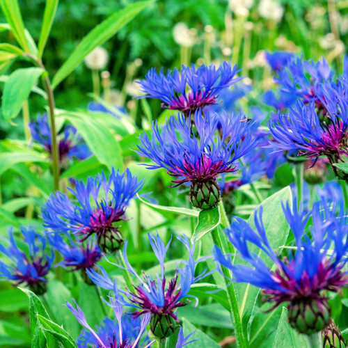 A group of brilliant blue Centaurea montana flowers with a backdrop of greenery.