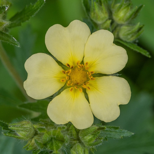 Close up shot of a single yellow cinquefoil flower.
