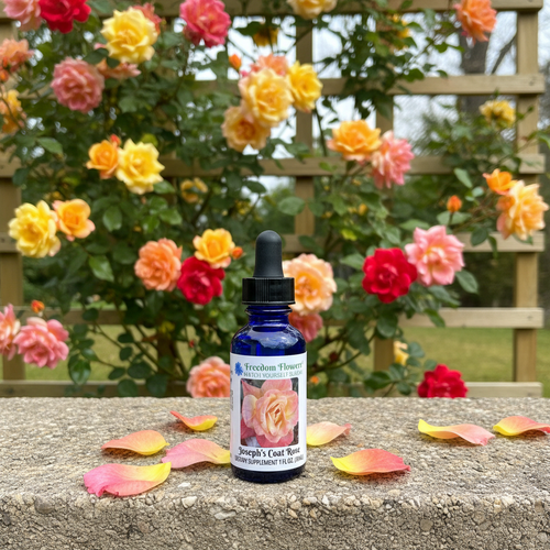 Joseph's Coat Rose flower essence sitting on concrete barrier with Joseph's coat roses blooming on a wooden trellis in background.