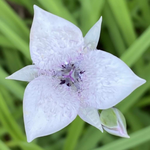 Mariposa lily close up