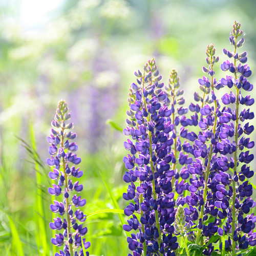 Back-lit lupine flowers in a field.