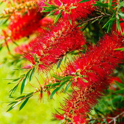 Bright red bottlebrush flowers against a vivid green grass background.