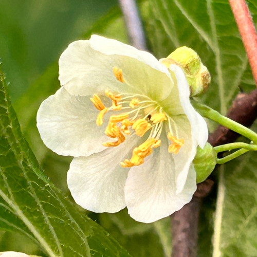 Closeup of male kiwi flower