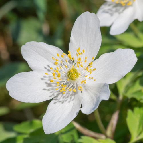 White Wood Anemone flower