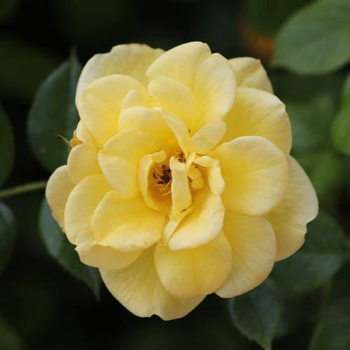 Single yellow Sunsprite Rose blossom