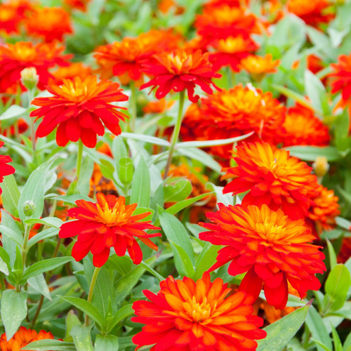 Bright red-orange zahara zinnias