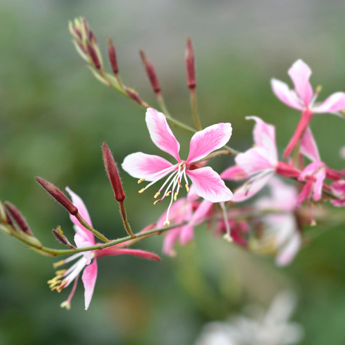 Closeup of pink Guara flowers