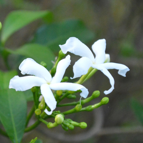 Close up of Star Jasmine flowers against deep green foliage