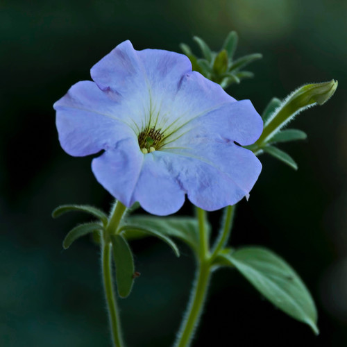 Single blue petunia flower