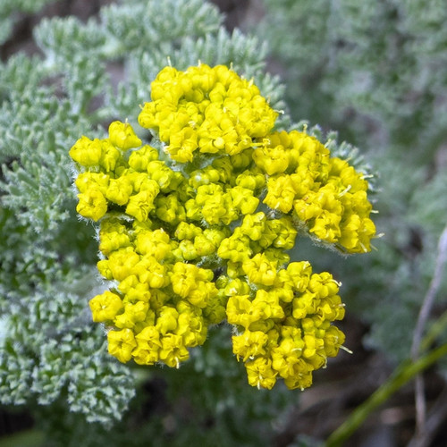 Single lomatium flower cluster