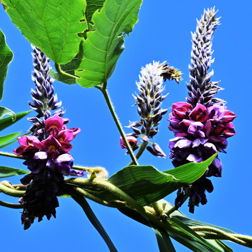 Pink kudzu flowers against a blue sky.