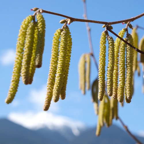 Hazelnut catkins with snowcapped mountain and blue sky in background.