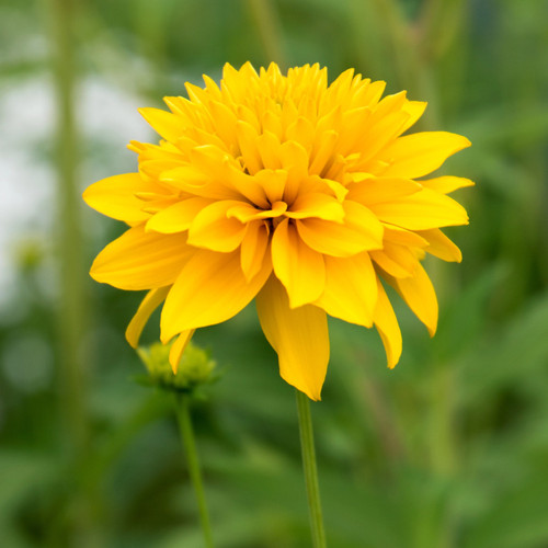 Single Golden Glow flower standing tall.
