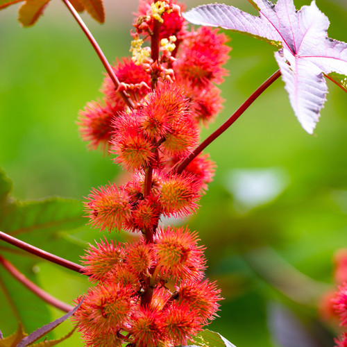 Red castor bean flower spike. 